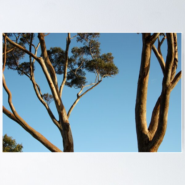 Item preview, Gum Trees. designed and sold by glenlea.