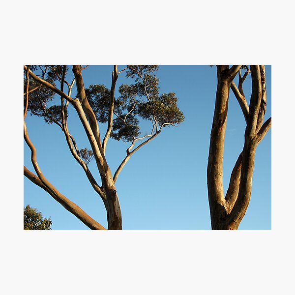 Item preview, Gum Trees. designed and sold by glenlea.