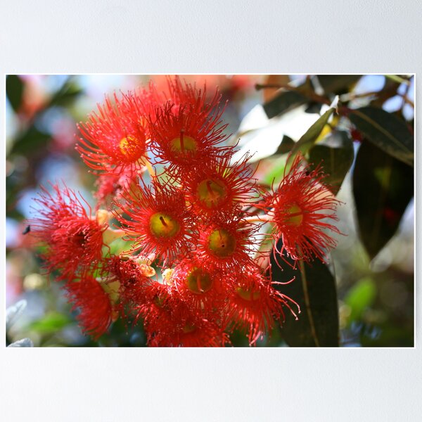 Item preview, Red Flowering Gum designed and sold by glenlea.