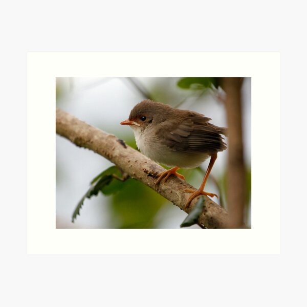 Item preview, Fairy Wren designed and sold by Kym Howard.
