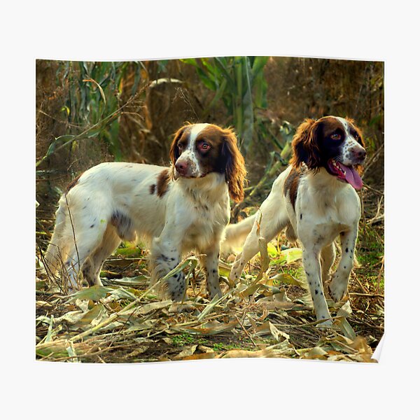 Springer brothers Poster