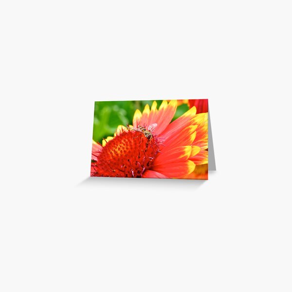 Hover Fly Greeting Card