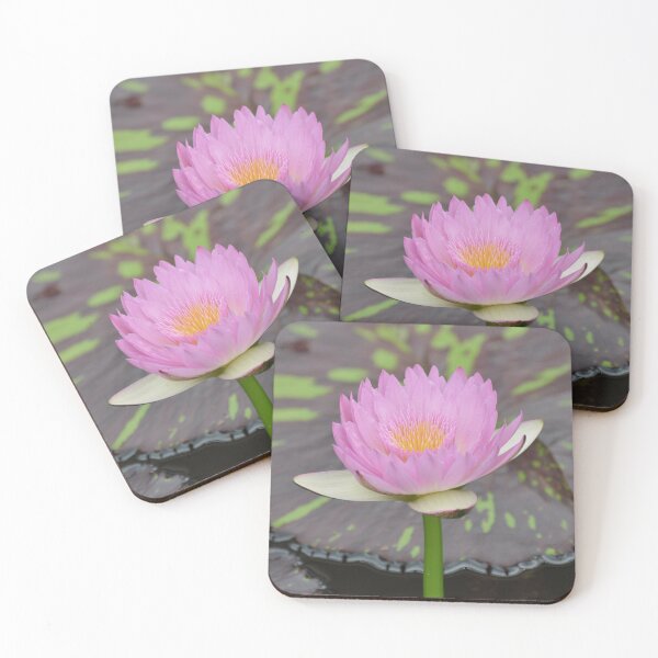 Item preview, Pink Water Lily designed and sold by ginawaltersdorf.
