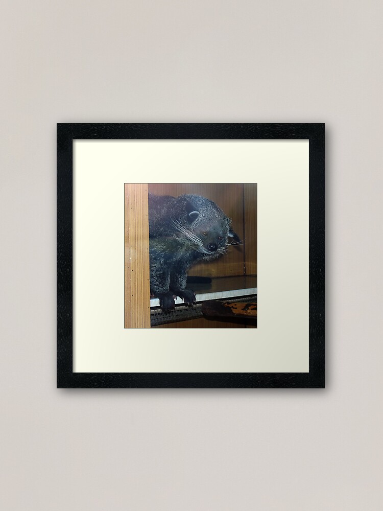Alternate view of The binturong's corner Framed Art Print