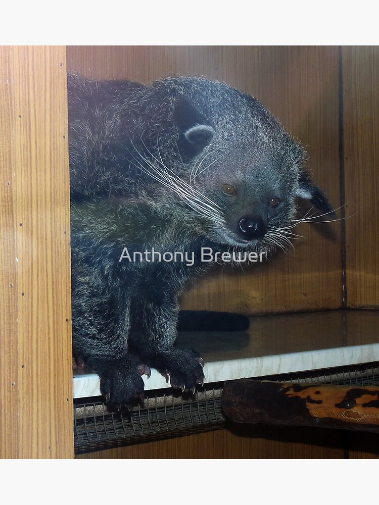 The binturong's corner by dailyanimals