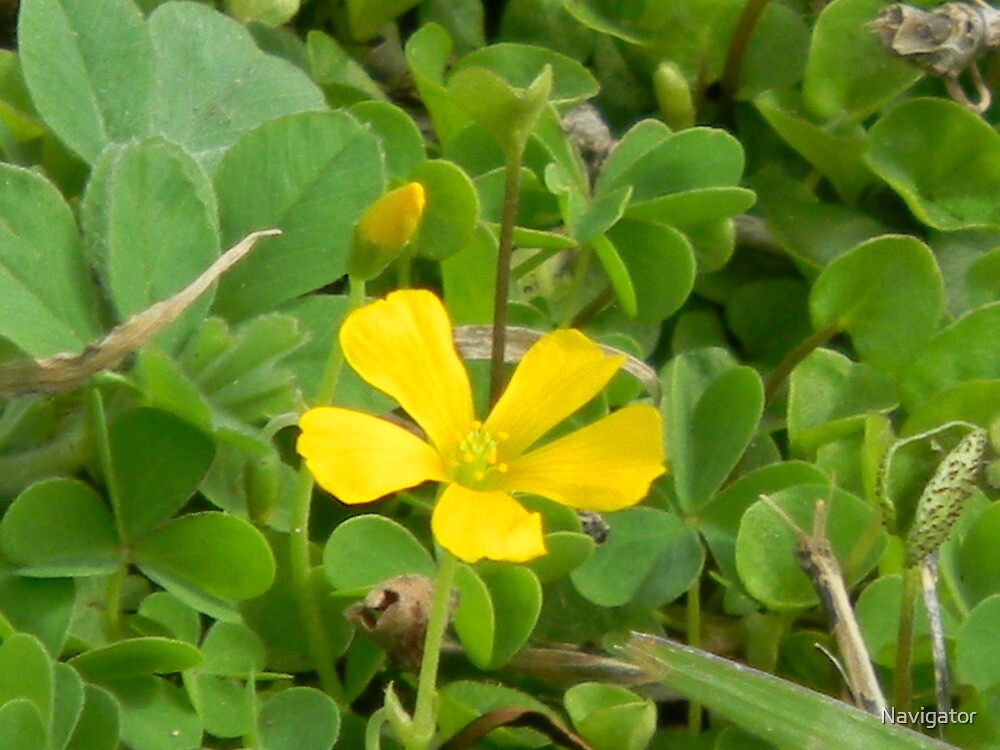 Edible Yellow Wood Sorrel Yellow Oxalis By Navigator Redbubble