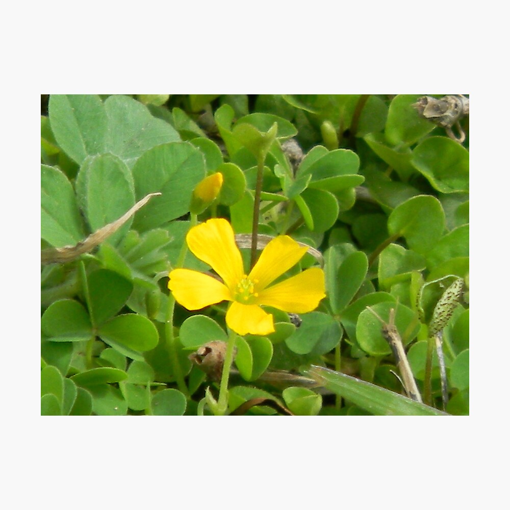 Edible Yellow Wood Sorrel Yellow Oxalis Poster By Navigator Redbubble