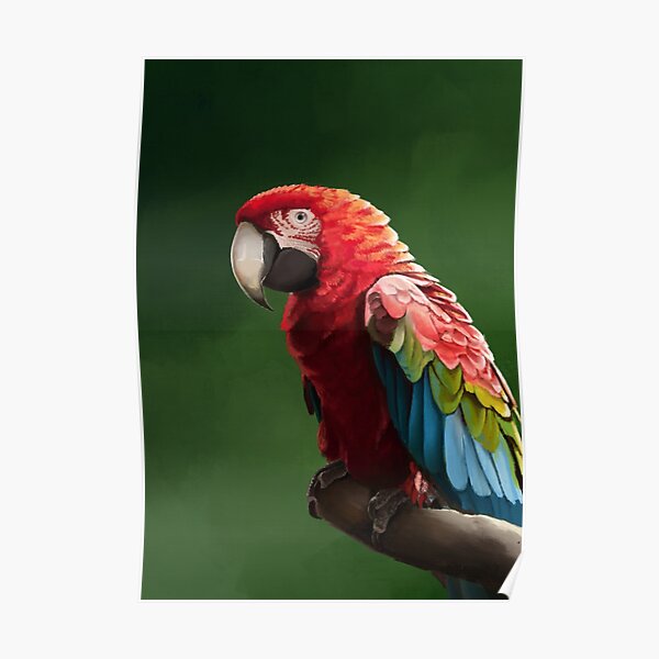 Green-wing Macaw Poster