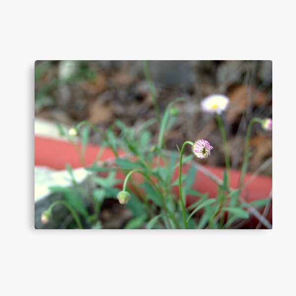 Spring Awakening Canvas Print