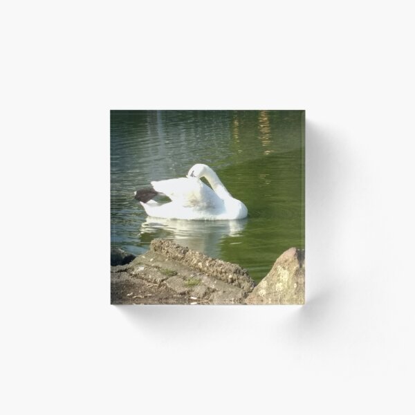 Merch #46 -- Swan - Shot 4 (Pearson Park) Acrylic Block