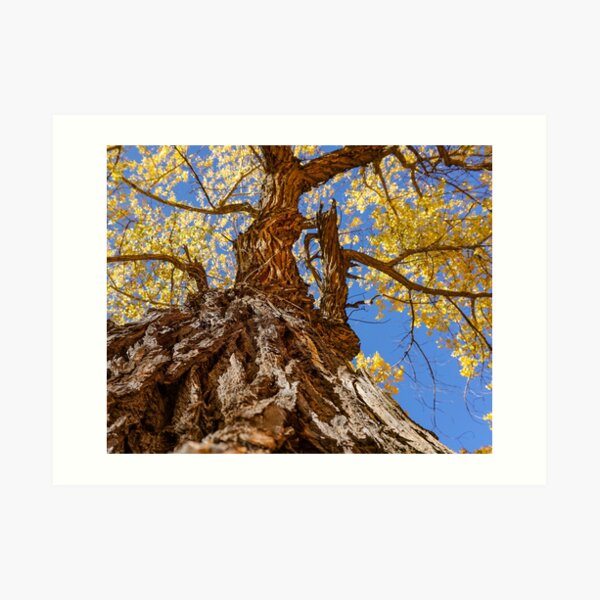 Cottonwood Tree Art Prints Redbubble