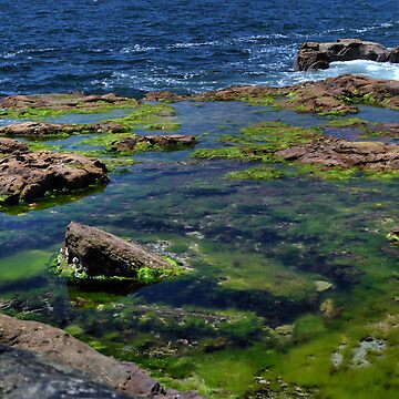 Artwork thumbnail, Rock Pools by Robyn Forbes