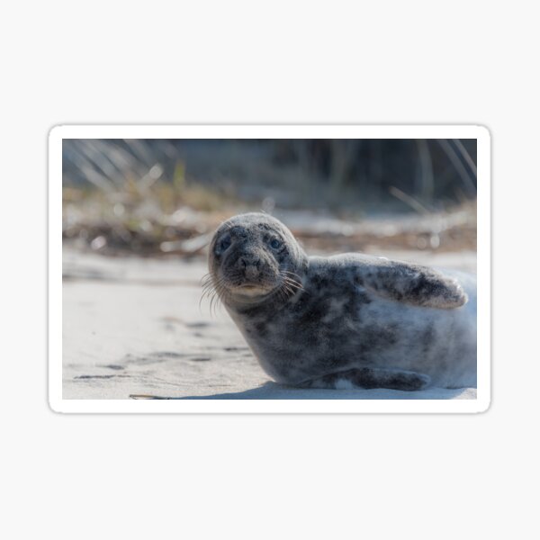 Item preview, Sweet Baby Seal on a Beach Looking At You with Big Eyes designed and sold by Jon Shore.
