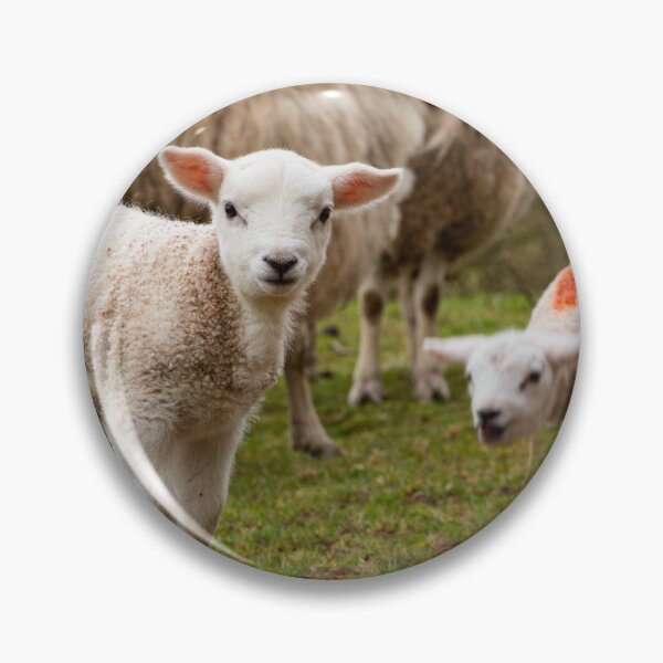 Item preview, Newborn Lambs in the Brecon Beacons designed and sold by Dan Santillo.