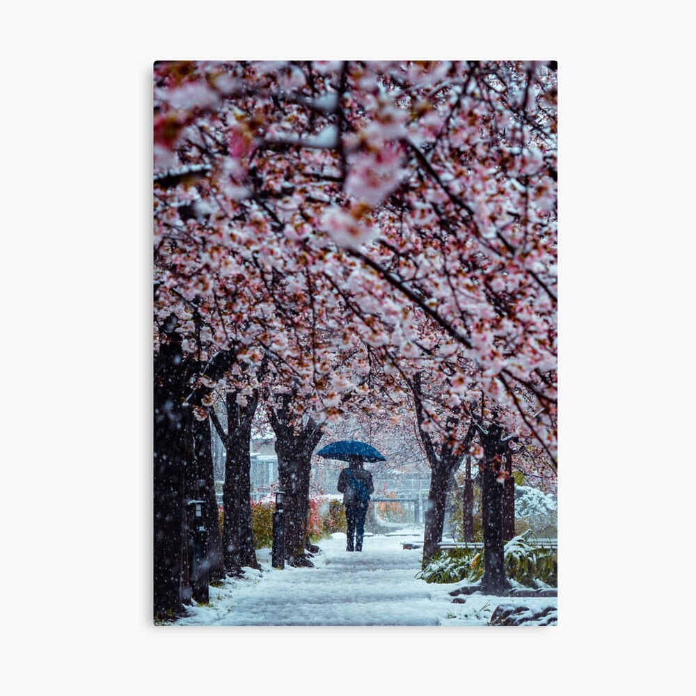 Braving The Cold Japanese Cherry Blossoms And Snow Photographic Print By Jordanmccphoto Redbubble