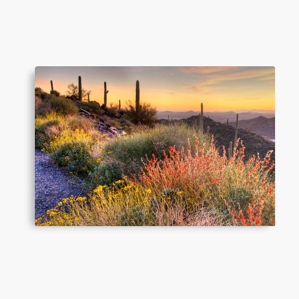 Desert Glow Metal Print