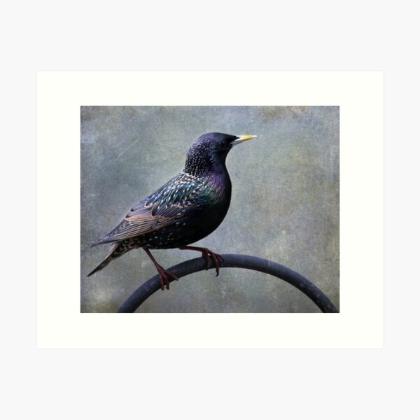 Item preview, European Starling ~ designed and sold by Renee Blake.