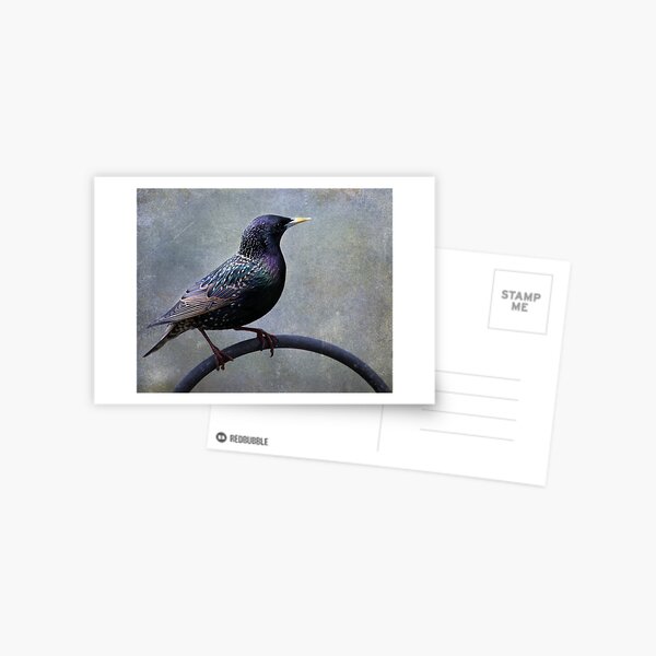 Item preview, European Starling ~ designed and sold by Renee Blake.