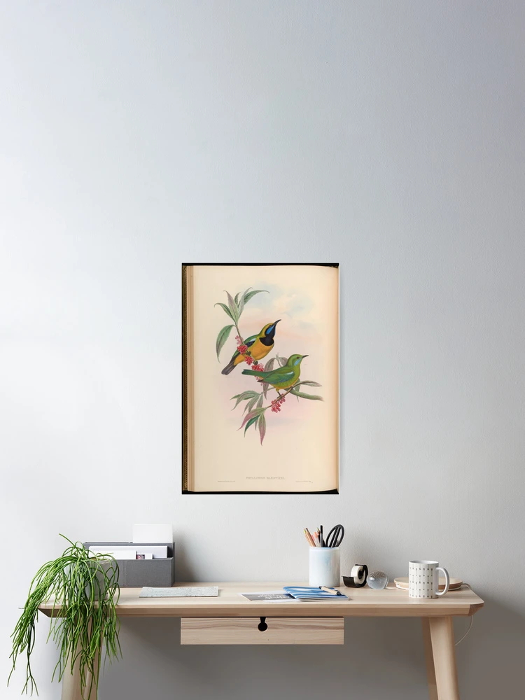 Thumbnail 2 von 3, Poster, Birds of Asia by John... designt und verkauft von Rodeoclash.