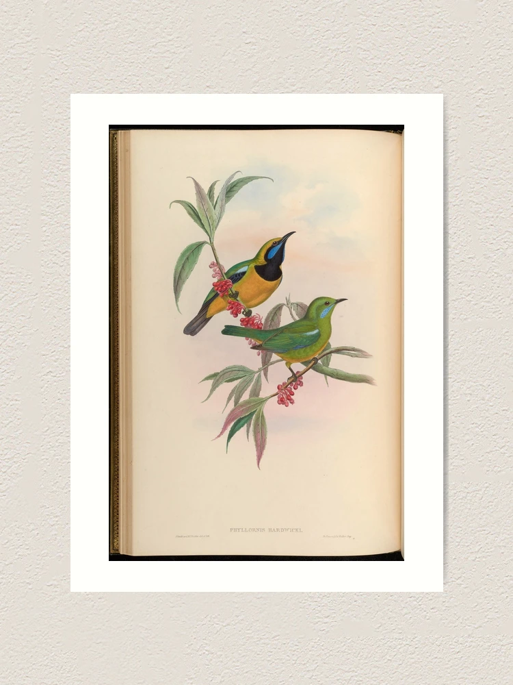 Thumbnail 1 von 3, Kunstdruck, Birds of Asia by John... designt und verkauft von Rodeoclash.
