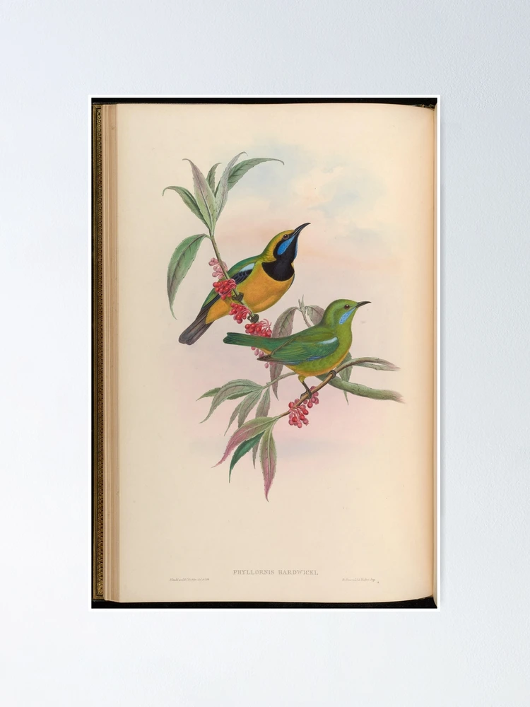 Thumbnail 1 von 3, Poster, Birds of Asia by John... designt und verkauft von Rodeoclash.
