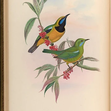 Vorschaubild zum Design Birds of Asia by John... von Rodeoclash