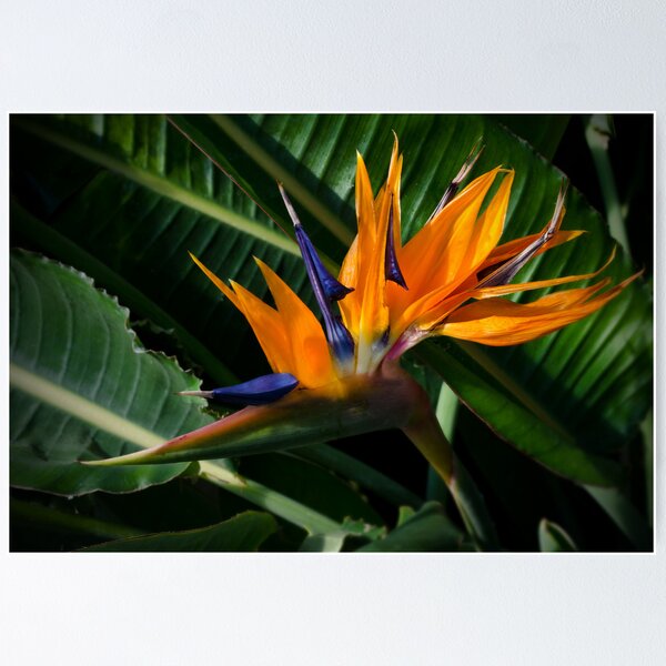 Item preview, Bird of Paradise designed and sold by Halobrianna.