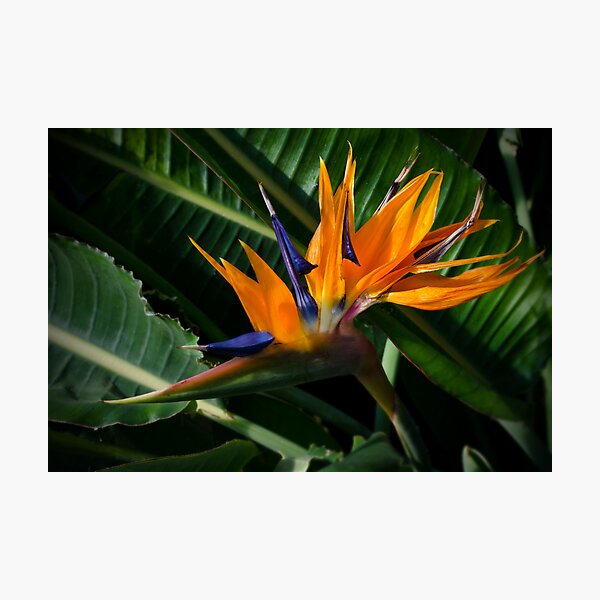 Item preview, Bird of Paradise designed and sold by Halobrianna.