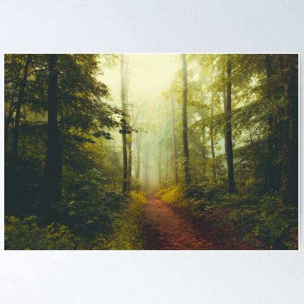 deeper and deeper - misty spring forest Poster