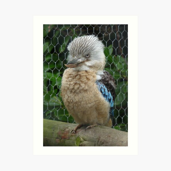 Got my bird face on Art Print
