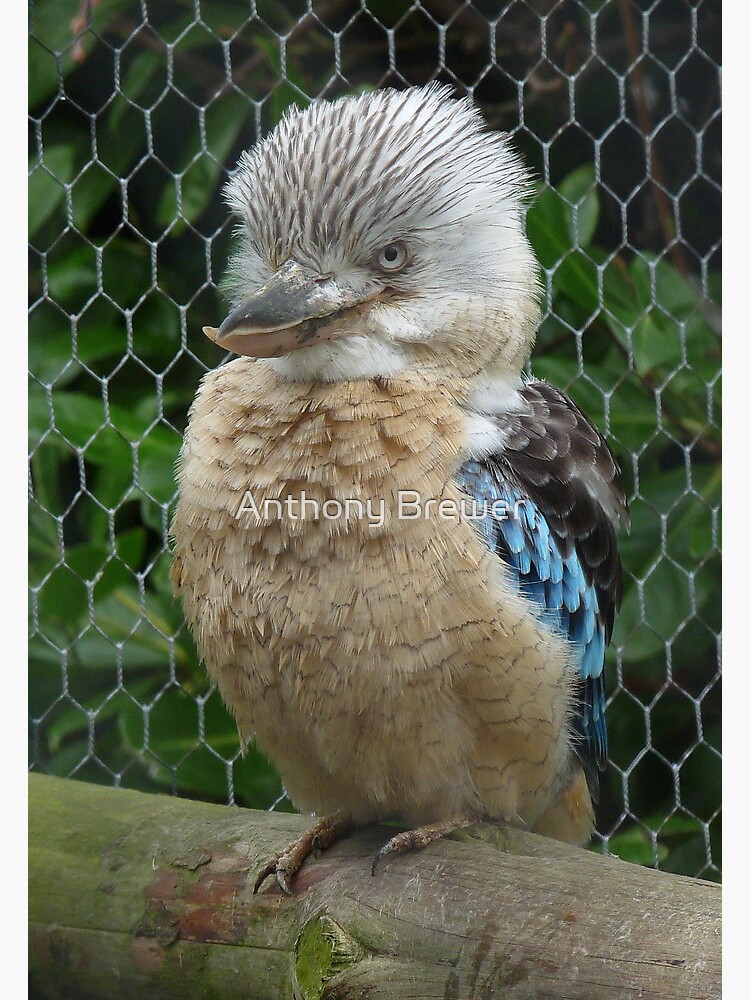 Got my bird face on by dailyanimals