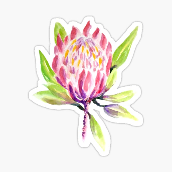 Pretty Protea Watercolour Painting Sticker