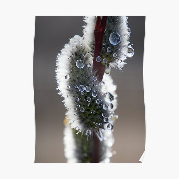 Thousand eyes Willow catkins Poster