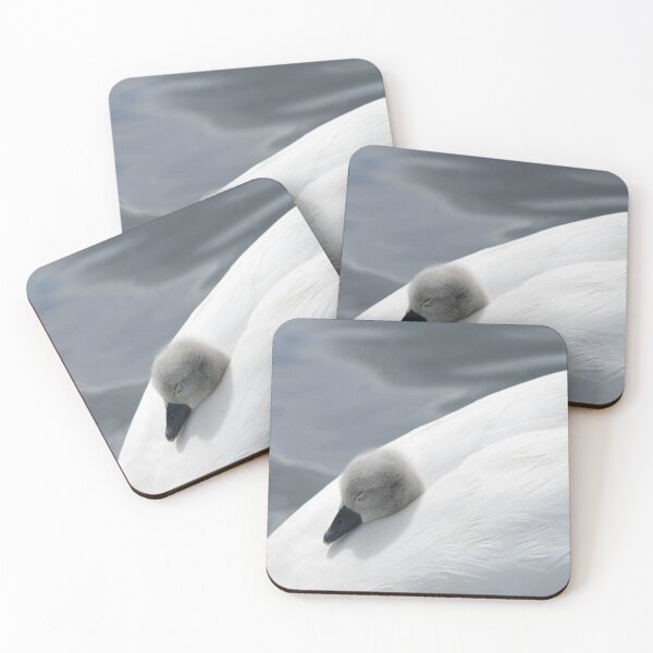 Item preview, Sleepy cygnet !  designed and sold by jmwilesphotos.