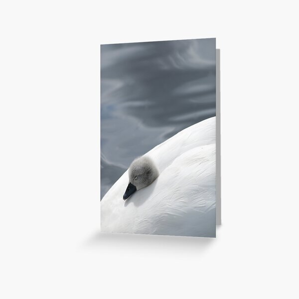 Sleepy cygnet ! Greeting Card