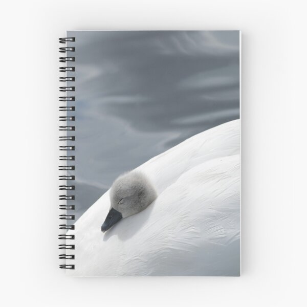 Item preview, Sleepy cygnet !  designed and sold by jmwilesphotos.