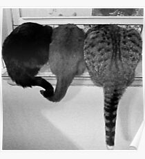 Cat Tails Poster