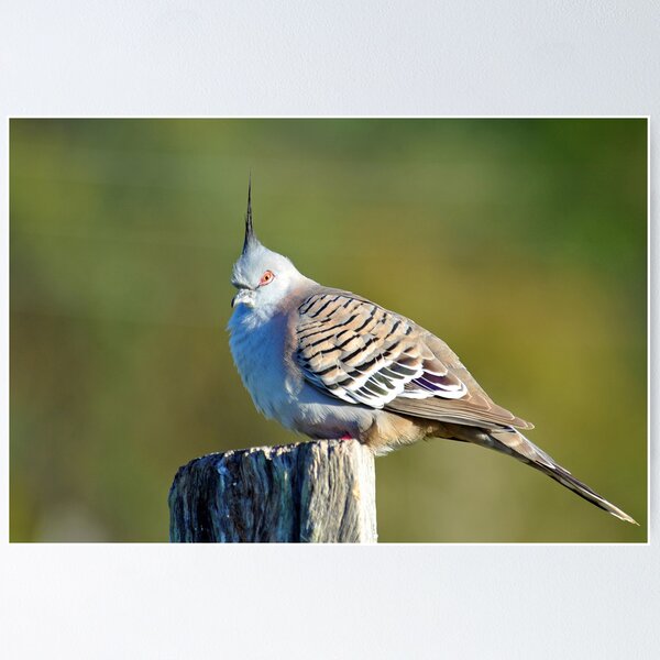 Item preview, Crested Pigeon. Cedar Creek, Queensland, Australia (3) designed and sold by Ralph de Zilva.