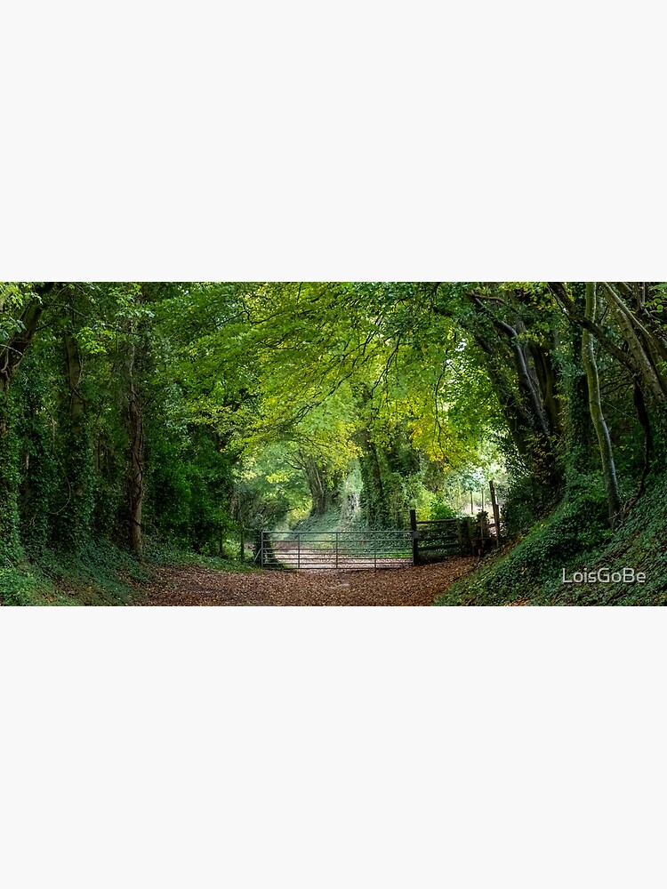 "Halnaker tree tunnel in West Sussex UK with sunlight shining in." Poster for Sale by LoisGoBe