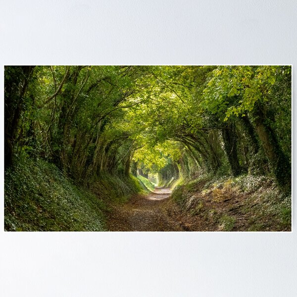 Item preview, Magical tree tunnel designed and sold by LoisGoBe.