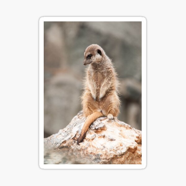 Meerkat Portrait Photography Sticker