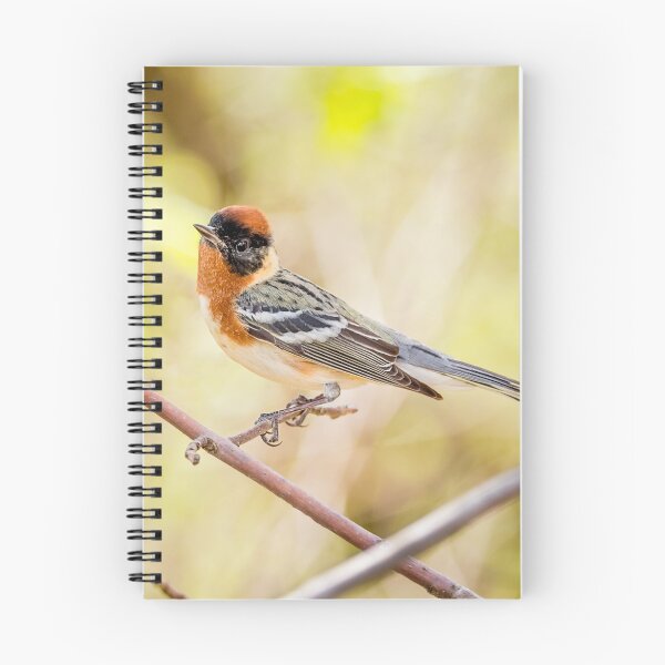 Item preview, Bay-breasted Warbler designed and sold by Patty Doublet Photography.