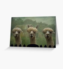 The Alpaca Farm Greeting Card