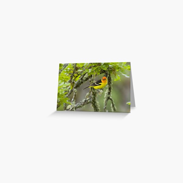 Western Tanager Greeting Card