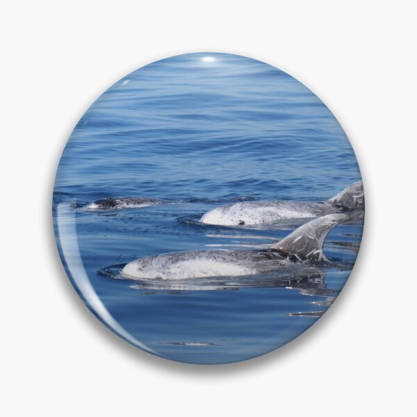 Item preview, Risso´s dolphins (Grampus griseus) in the Atlantic ocean  designed and sold by Chloé Yzoard.
