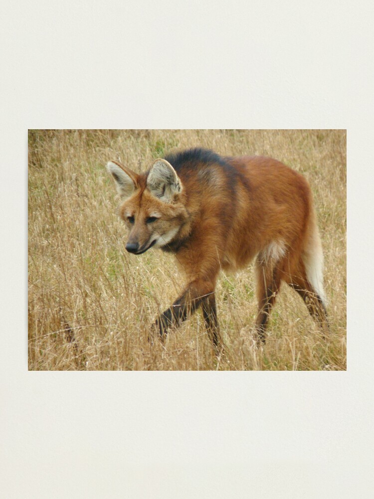 Alternate view of On the prowl Photographic Print