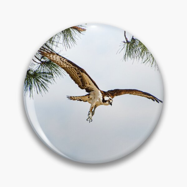 Item preview, Osprey 5 designed and sold by Just My Nature Photography.