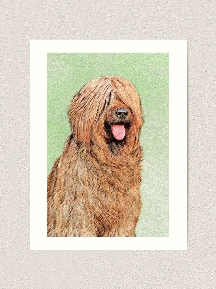 Briard