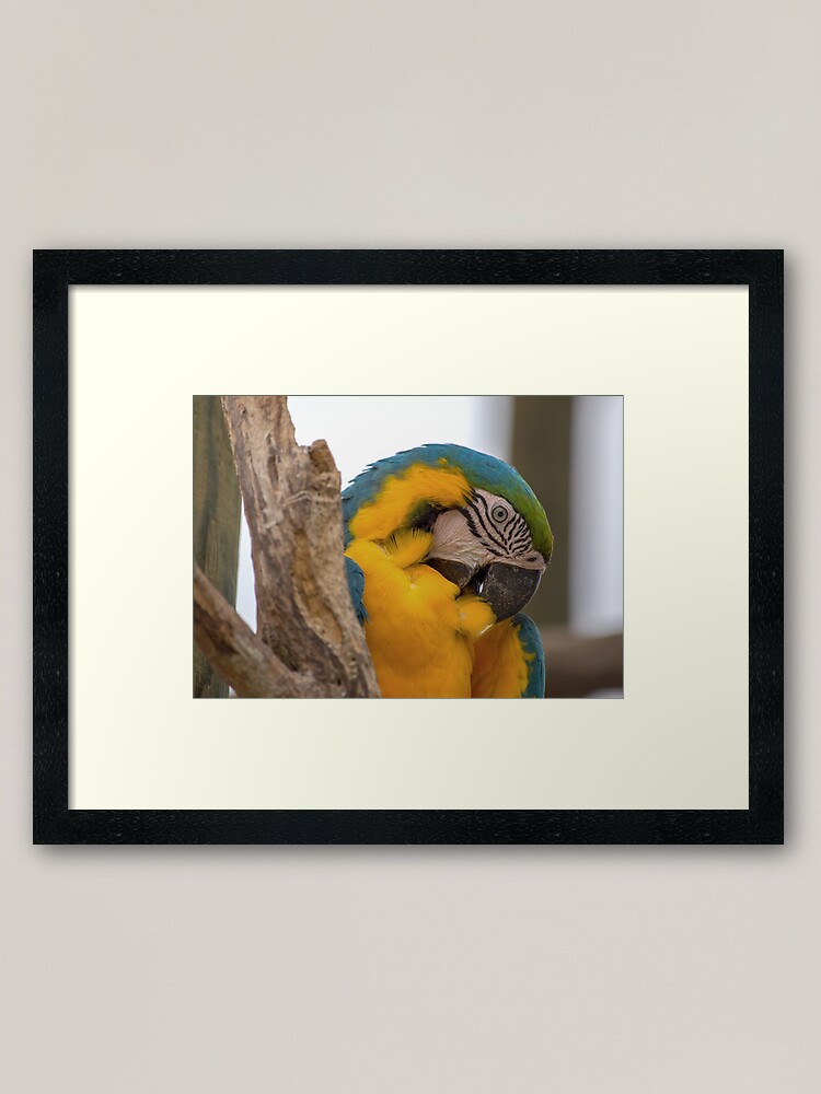Blue And Yellow Macaw Bird White Text Framed Art Print By Marphotos Redbubble,Oatmeal Cookie Shot