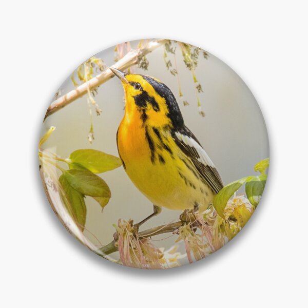 Item preview, Blackburnian Warbler designed and sold by Patty Doublet Photography.